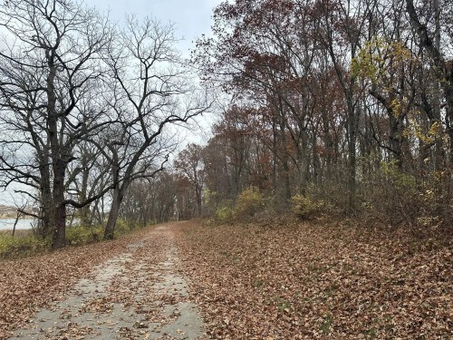 A winding path through a wooded area with bare trees and fallen autumn leaves on the ground.