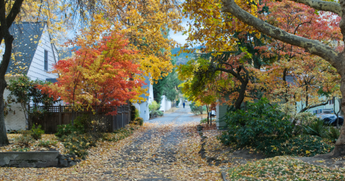 A street in a Northern California town is surrounded by trees covered in fall foliage.