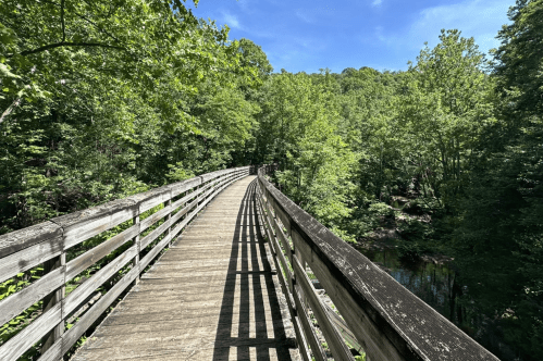 A wooden bridge curves through a lush green forest under a clear blue sky.