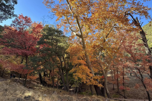 ramsey canyon trail fall foliage