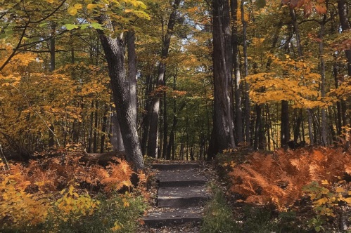 A serene forest path surrounded by vibrant autumn foliage and ferns, leading into a colorful wooded area.