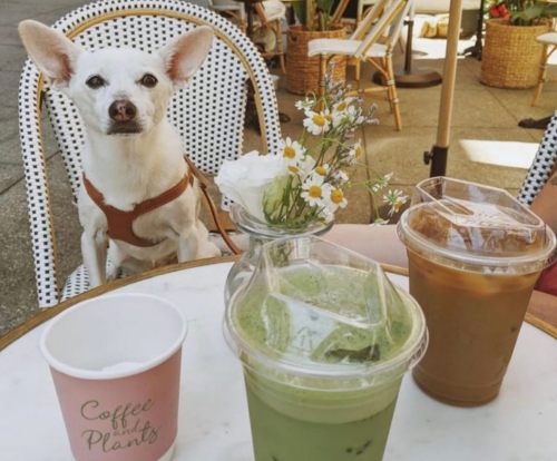 A small white dog sits at a café table with drinks and a flower vase, enjoying a sunny day outdoors.