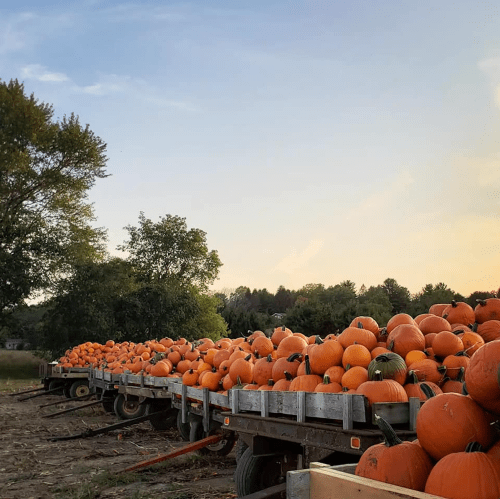 Rows of pumpkins stacked on trailers in a field under a clear sky at sunset.