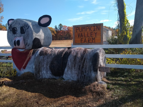 A large straw bale sculpture of a cow with a red bandana at Pumpkin Valley Farm, surrounded by autumn foliage.