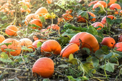 A field of vibrant orange pumpkins surrounded by green leaves and vines, basking in soft sunlight.