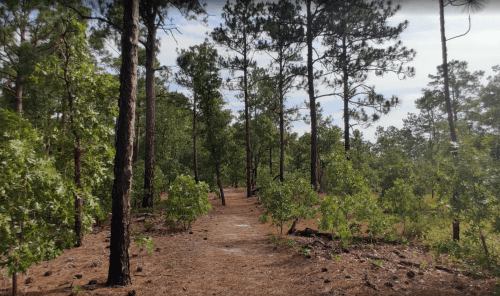 A serene forest path lined with tall trees and greenery under a partly cloudy sky.