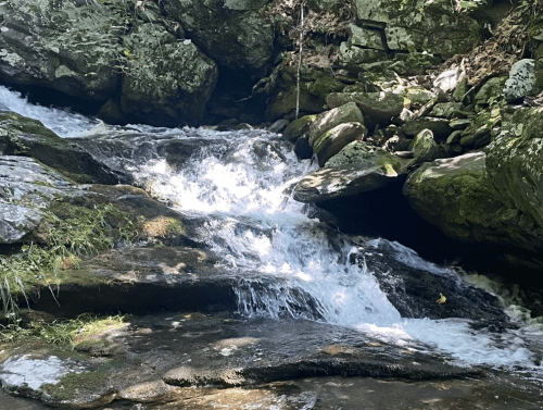 A serene stream flows over rocks, surrounded by lush greenery and dappled sunlight.