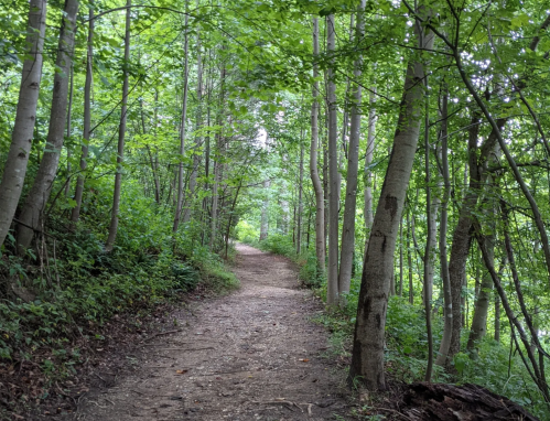 A winding dirt path through a lush green forest with tall trees on either side.