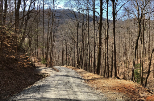 A gravel road winds through a forest of bare trees, leading towards a distant mountain under a clear blue sky.