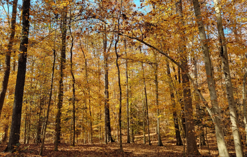 A serene forest scene with tall trees adorned in vibrant autumn leaves, creating a warm, golden atmosphere.