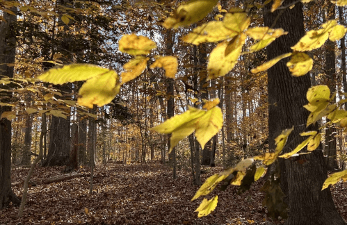 Golden leaves in focus with a blurred forest background, showcasing autumn colors and fallen leaves on the ground.