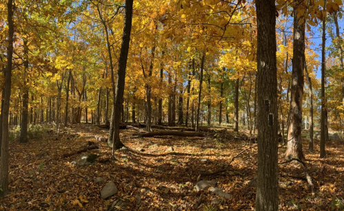 A serene forest scene with vibrant autumn leaves, sunlight filtering through trees, and a carpet of fallen leaves.