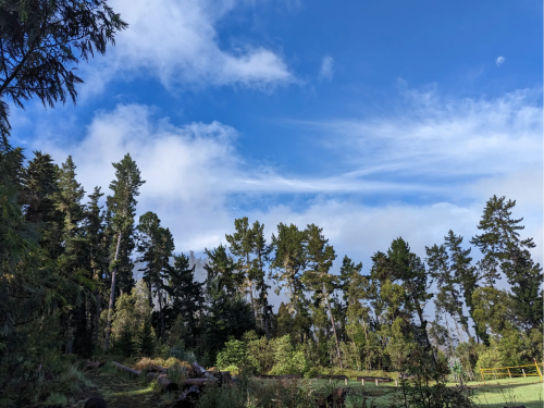 A scenic view of tall trees under a blue sky with scattered clouds and a hint of moon in the background.