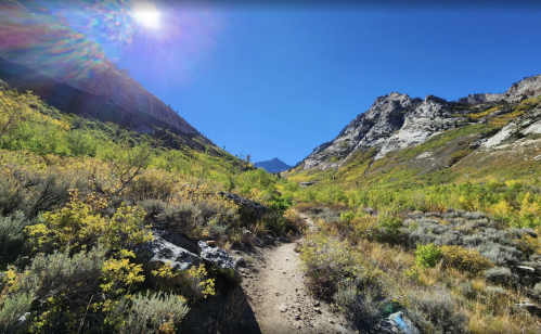 Colorful fall foliage bursts from bushes along the Thomas Creek Trail in the Ruby Mountains near Elko, Nevada