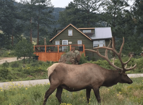 A large elk grazes in front of a green house surrounded by trees and mountains.