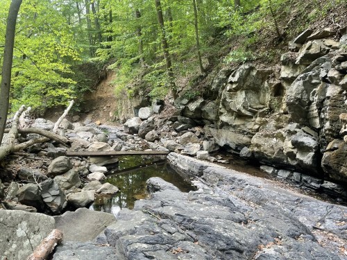 A rocky creek surrounded by lush green trees and steep, moss-covered banks in a serene forest setting.