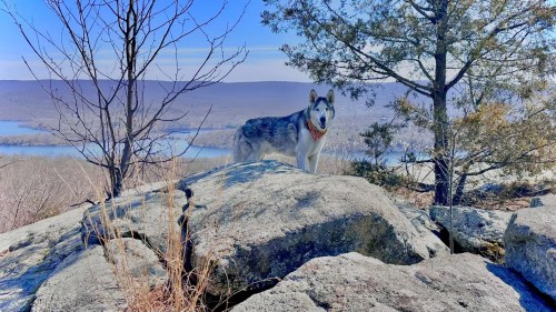 A wolf stands on a large rock, surrounded by trees and a scenic view of hills and a river in the background.