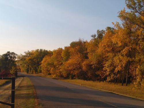 A scenic road lined with vibrant autumn trees in shades of yellow and orange under a clear blue sky.
