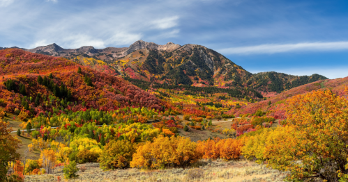A meadow and nearby mountain are covered in vibrant fall foliage in Utah.