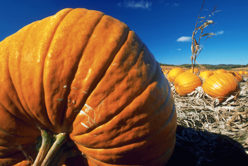 A close-up of a large orange pumpkin in a field, with more pumpkins and a clear blue sky in the background.