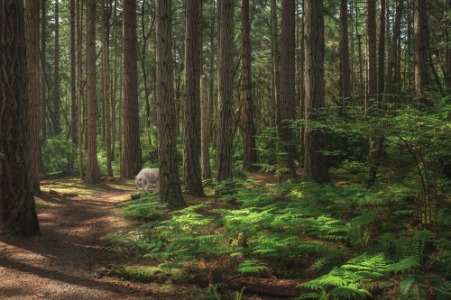 A serene forest scene with tall trees and lush ferns, featuring a path and a white dog walking through the greenery.