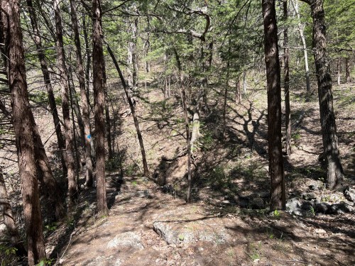 A wooded area with tall trees and rocky ground, sunlight filtering through the branches, creating shadows on the forest floor.