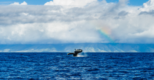 A humpback whale breaches off the coast of Hawaii under a vibrant rainbow, a majestic sight in the Aloha State.