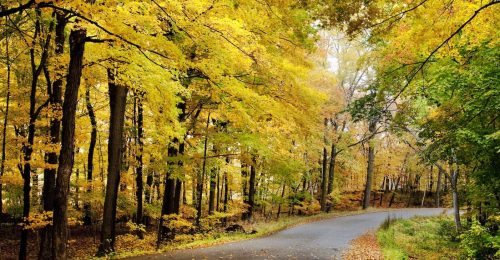 A winding road through a forest with vibrant autumn leaves in shades of yellow and orange.