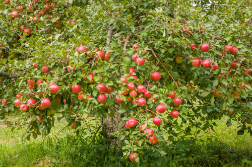 A lush apple tree laden with ripe red apples, surrounded by green leaves and grass.