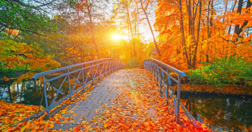 Orange leaves pepper the ground of a footbridge leading towards even more fall foliage.