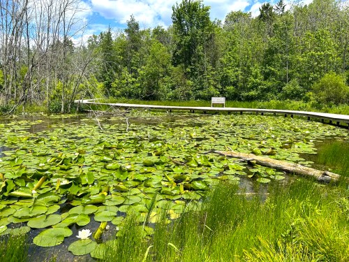 A serene pond covered with lily pads, surrounded by lush greenery and a wooden walkway in the background.