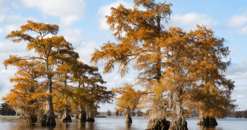 Cypress trees on the bayou in the fall.