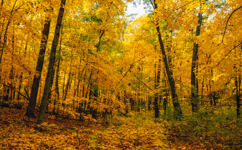 A vibrant forest in autumn, filled with golden-yellow leaves on trees and a carpet of fallen leaves on the ground.