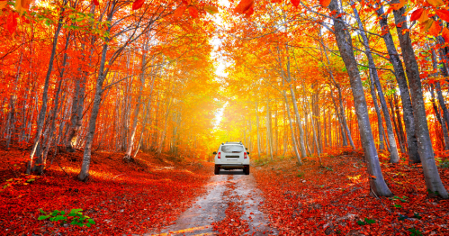 A car drives down a gravel road surrounded by beautiful fall foliage.