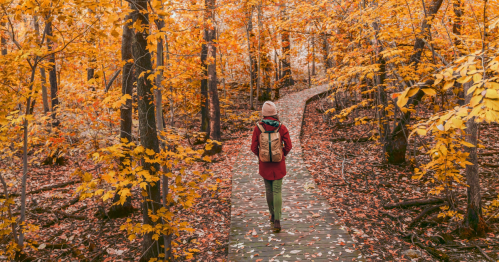A woman walks down a boardwalk trail surrounded by fall colors.