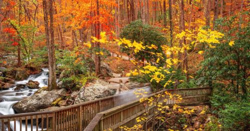 A bridge leading to Anna Ruby Falls in Georgia with vibrant fall foliage.