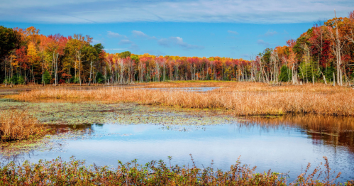 a kaleidoscope of fall colors surround a boy of water near the chesapeake bay in maryland under a blue sky in fall