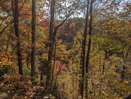 A vibrant forest scene with trees displaying autumn foliage in shades of orange, yellow, and red under a clear sky.