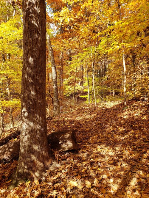 A serene forest path surrounded by vibrant autumn foliage and fallen leaves, with sunlight filtering through the trees.