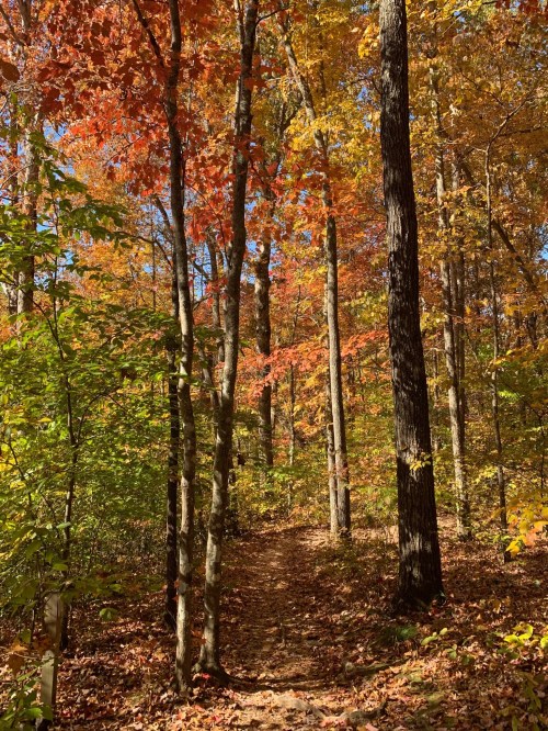 A serene forest path surrounded by vibrant autumn foliage in shades of red, orange, and yellow.