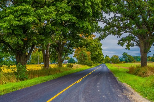 Gorgeous country road lined with large trees with leaves changing colors in the fall.