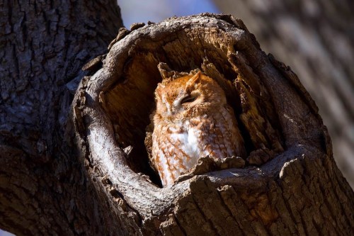 A sleeping owl nestled in a hollow tree trunk, surrounded by textured bark and soft natural light.
