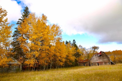 An abandoned farmhouse surrounded by vibrant autumn trees and a grassy field under a partly cloudy sky.
