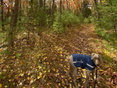 A dog in a blue coat stands on a leaf-covered path in a colorful autumn forest.