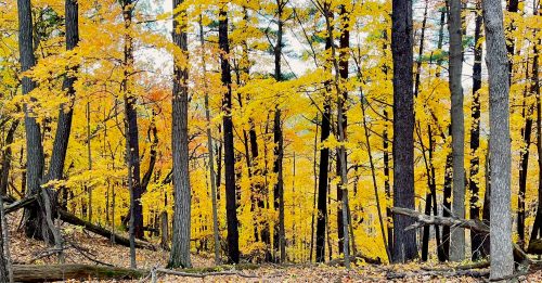 A vibrant forest scene with tall trees displaying bright yellow autumn leaves and a carpet of fallen leaves on the ground.