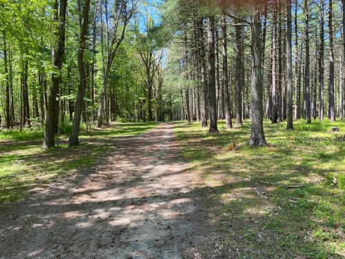 A serene forest path surrounded by tall trees and dappled sunlight filtering through the leaves.