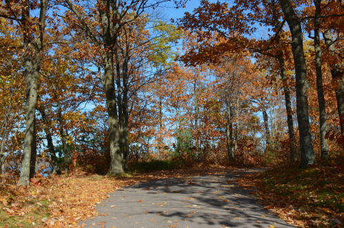 A winding path through a forest with autumn leaves and trees, under a clear blue sky.