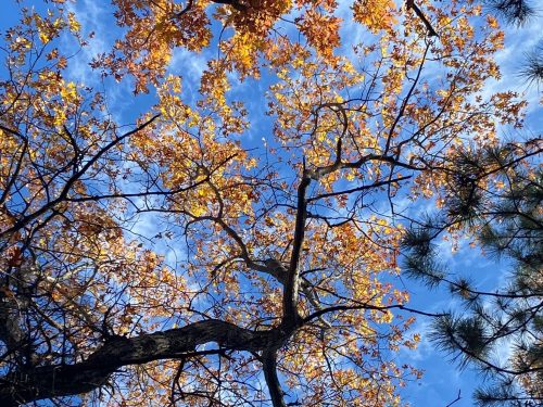 A view of autumn leaves against a bright blue sky, with branches stretching across the frame.