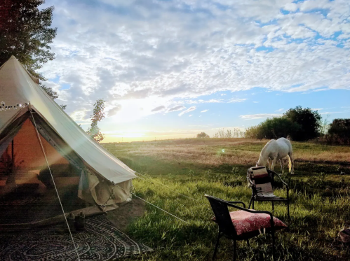 In a wide green field, a white horse grazes just outside a large glamping tent.
