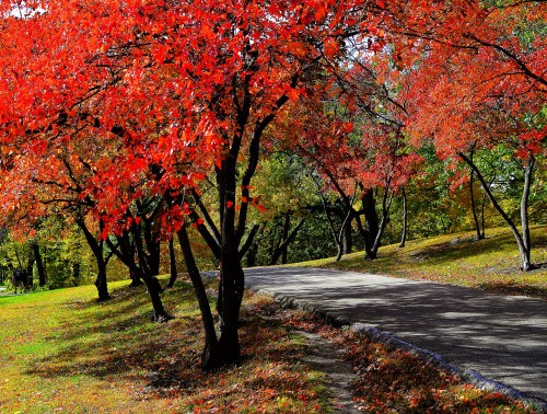 A winding path surrounded by vibrant red and orange autumn trees in a serene park setting.